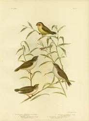 Kortgesnavelde Smicrornis of Weebill, 1891